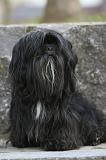 LHASSA APSO 207